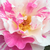 Fehér - rózsaszín - Virágágyi floribunda rózsa - Berlingot